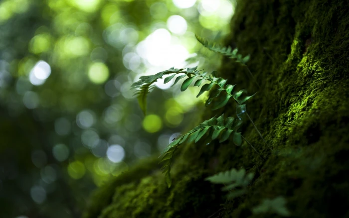 green leafed plant leaves blurred depth of field macro photography 2k