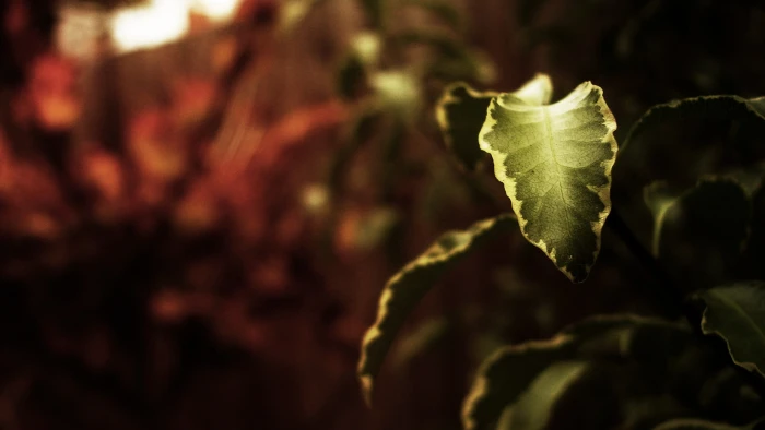 green leafed plant leaves nature depth of field macro plants 2k
