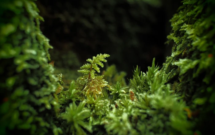 green leafed plants photography macro leaves depth of field 2k