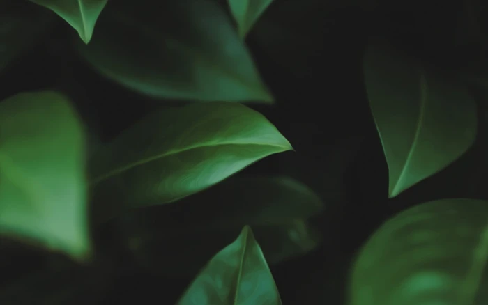 green leaves selective focus photography of leaf macro 2k