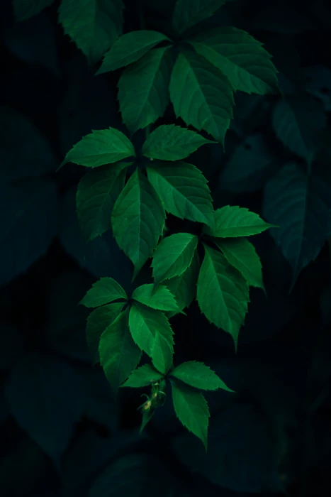 green ovate leafed plant leaves branches dark background nature 2k 4k