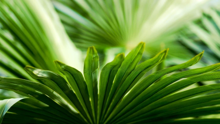 Green Plant Leaf Leaves Macro HD nature 2k