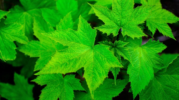 green plant nature leaves closeup macro plants maple 2k 4k