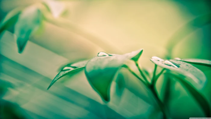 green plant nature leaves water drops macro plants close up 2k 4k