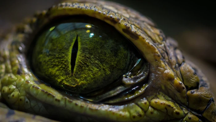 green reptile eye close up photo of crocodile s eyes macro 2k