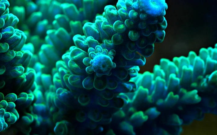 green sea weed anemones underwater macro turquoise blue 2k