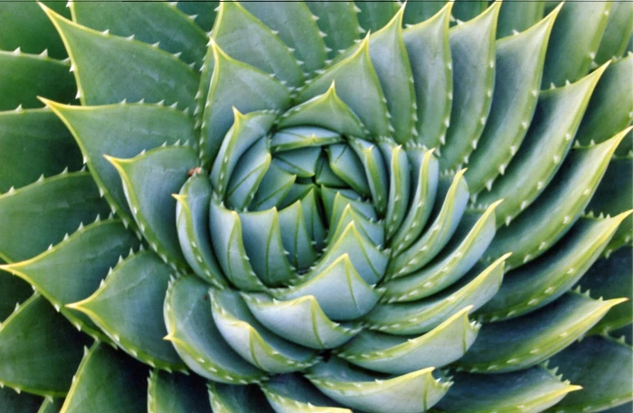 green succulent plant aloe pattern fractal ucberkeley plants 2k