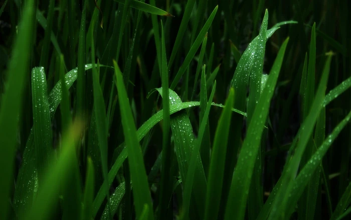 green plants macro water drops color growth grass 2k