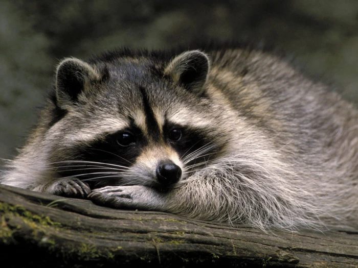 grey racoon macro raccoon animal mammal wildlife nature 2k