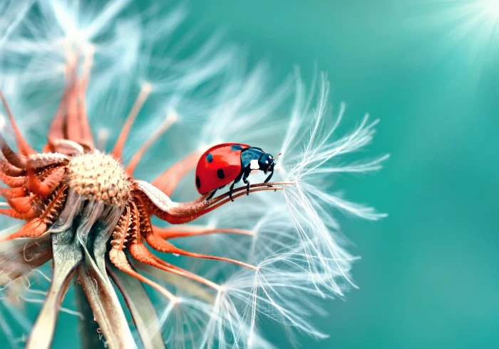 Ladybug Dandelion macro 2k
