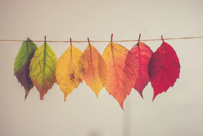 leaf lot photo of assorted color macro leaves fall 2k 4k 5k
