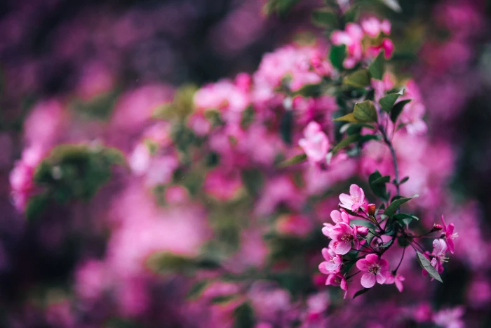 Lovely pink flowers blooming from the tree branches copy space 2k 4k 5k