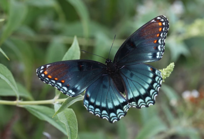 macro photo of a blue Spicebush butterfly on green leaf spotted 2k 4k