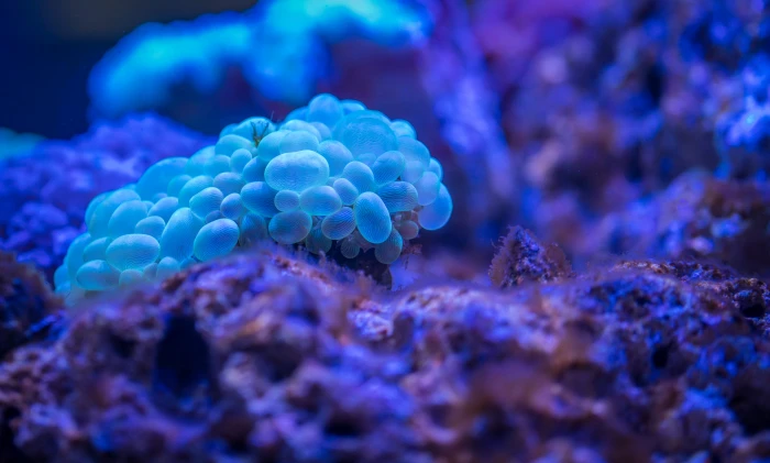 Macro Photography of Bubble Coral aquatic beautiful biology 2k 4k 5k