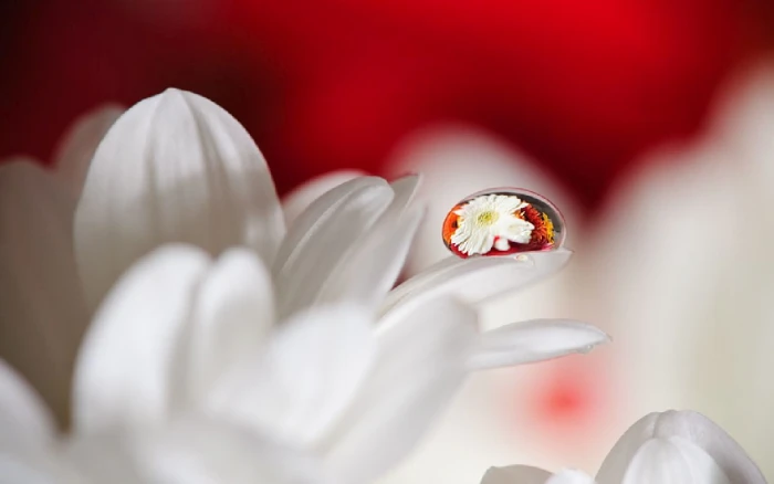 macro photography of dew drop on white petaled flower Drops