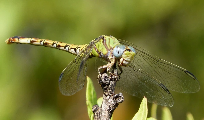 macro photography of dragonfly Paragomphus genei 2k 4k