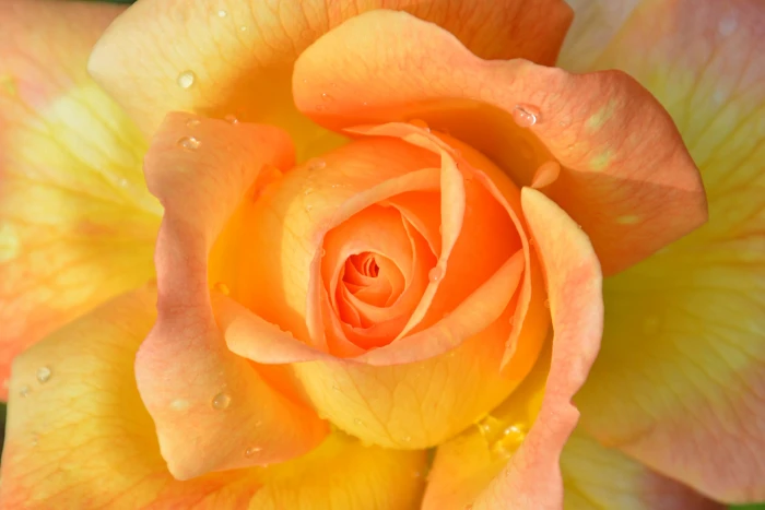 macro photography of orange petaled flower petals rose blooming 2k 4k 5k 8k