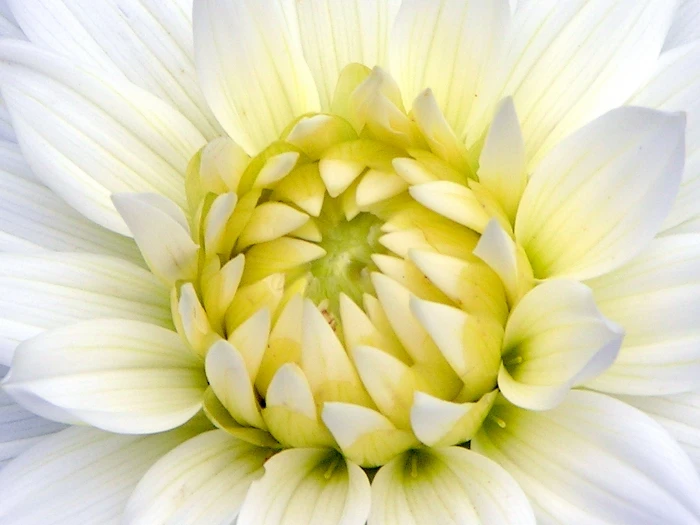 macro photography of white Dahlia flower aster 2k