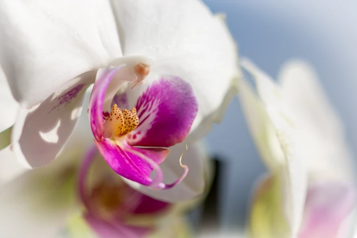 macro purple and white petal flower Simple orchid nature plant 2k 4k