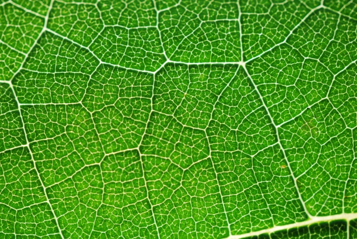 macro shot of green leaf Photosynthesis Color Holidays summer 2k 4k