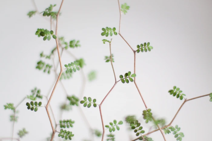 macro shot of green leaves with brown stem sophora 2k