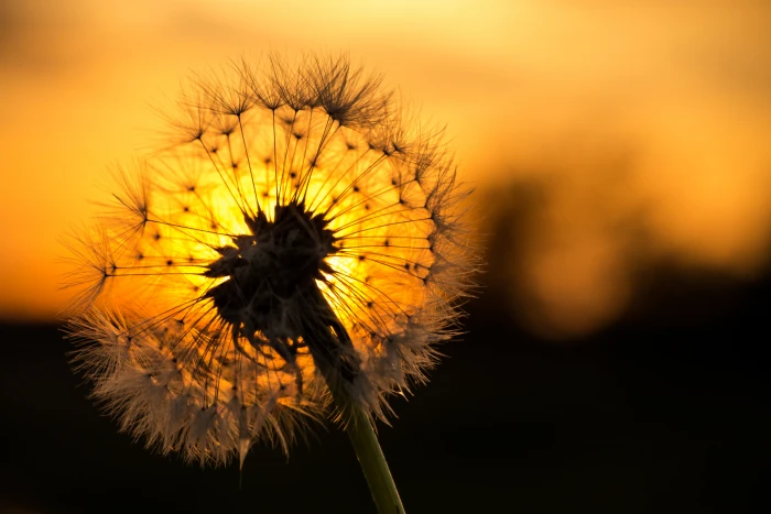macro shot of white Dandelion flower Ein Canon Harz L wenzahn 2k 4k 5k
