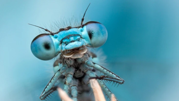 macro shot photography of blue dragon fly dragonflies bug insect 2k