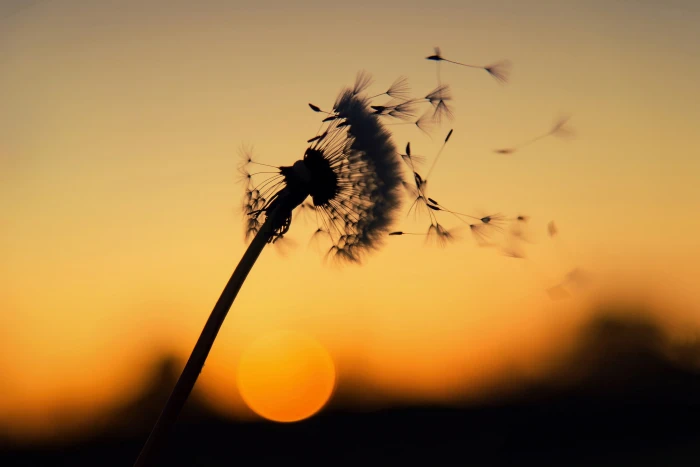 macro sunlight dark flowers dandelion sunset sky plant 2k
