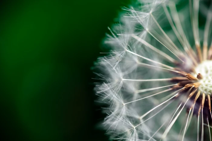 micro lens photography dandelion Macro clock Nature close up 2k 4k 5k