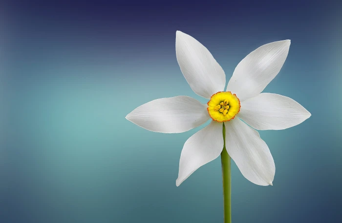 photo of white petaled flower beautiful beauty bloom blooming 2k 4k