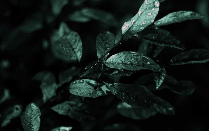 photography macro leaves plants water drops 2k