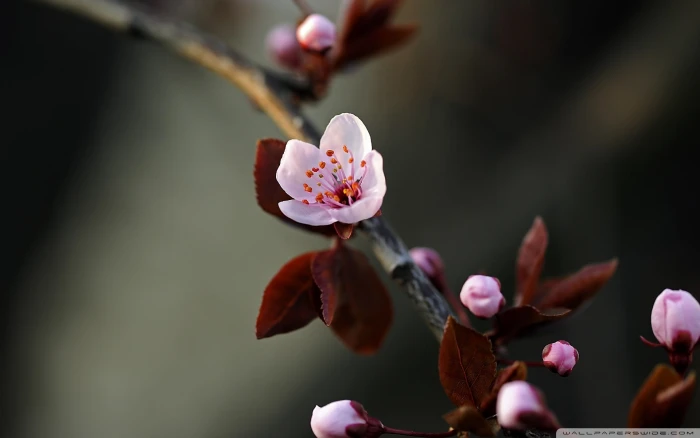 pink cherry blossoms spring flowers macro flowering plant 2k