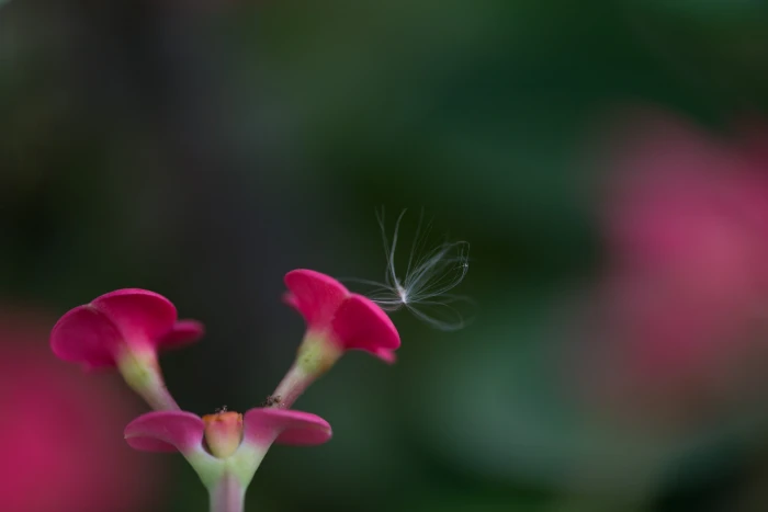 pink flowers in tilt shift lens photography Untitled Explored 2k