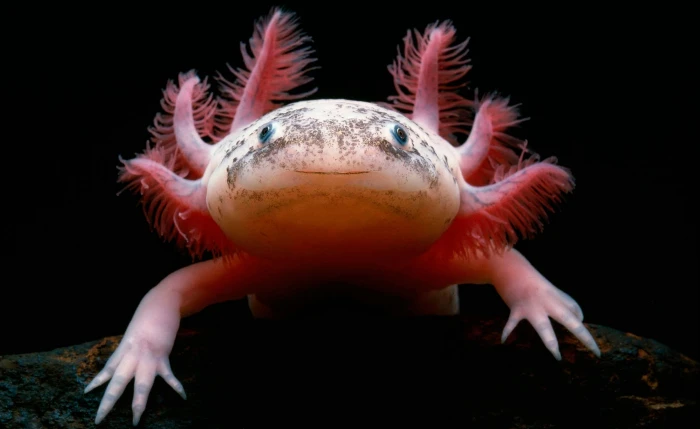 pink Ixoliot fish Axolotl Salamander animals macro underwater 2k
