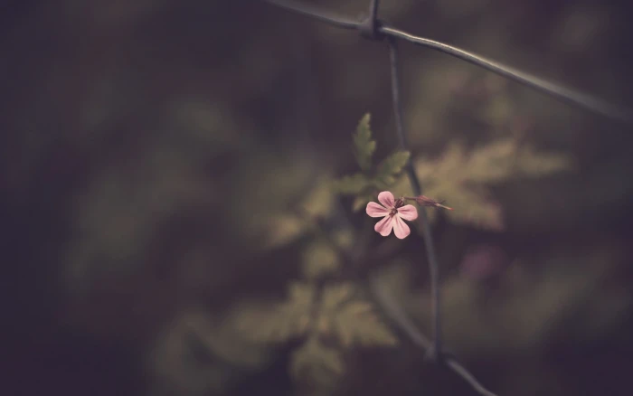 pink Malva flower petaled in closeup photography 2k