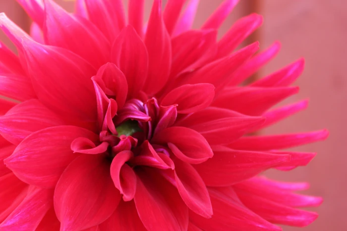 pink petal flower flowers macro plants flowering plant 2k