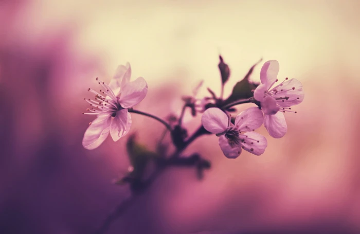pink petaled flower plant white cherry blossom flowers macro 2k 4k