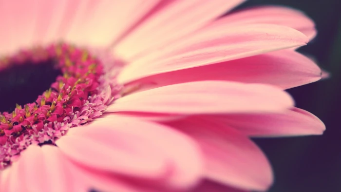 pink petaled flower macro flowers plants flowering plant 2k
