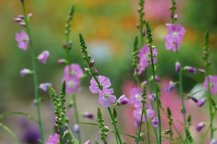 pink petaled flowers digital wallpaper macro nature field 2k