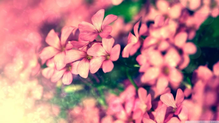 pink petaled flowers nature plants macro flowering plant 2k