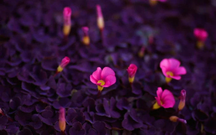 pink petaled flowers purple and nature macro 2k