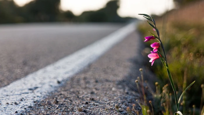 pink petaled flowers selective focus photography of beside road 2k