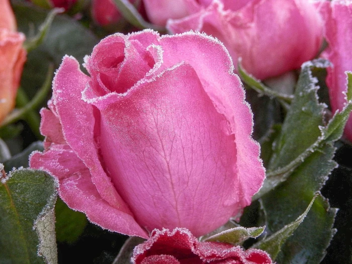 pink rose flower macro photography Kalt rot frozen cold beauty 2k