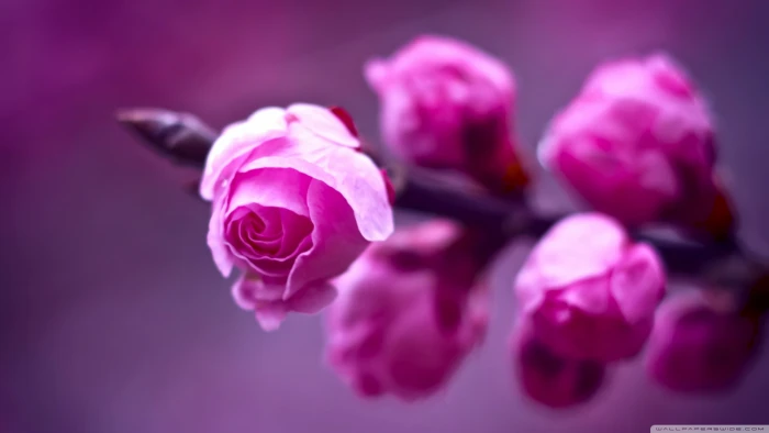 pink rose flowers closeup photo of petaled flower 2k