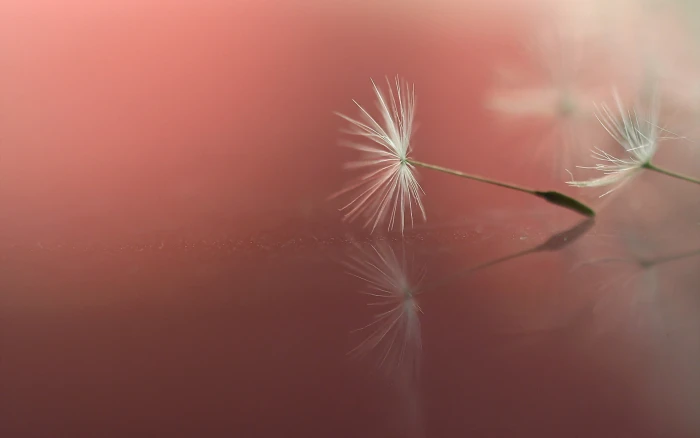 plants dandelion macro simple background 2k