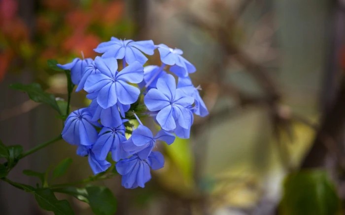 purple and white petaled flower flowers nature blue 2k