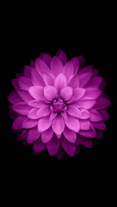 purple dahlia flower vertical flowers minimalism simple background 2k