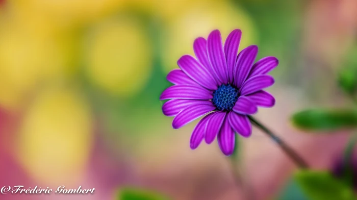 purple Daisy flower Spring delight flowers 2k 4k 5k