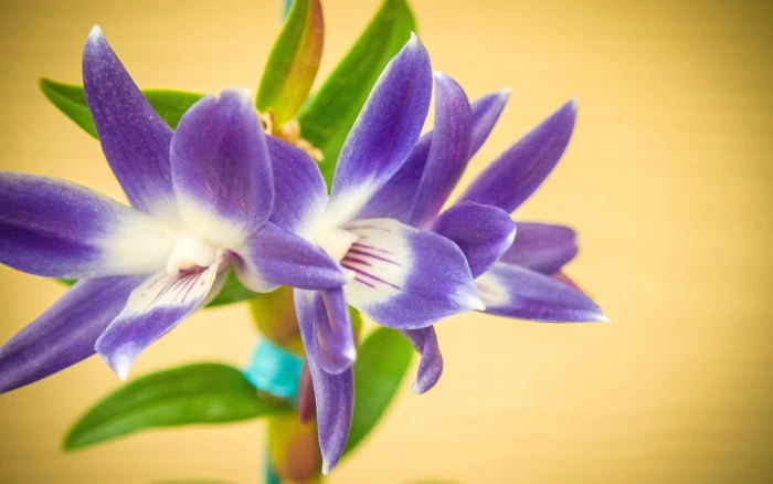 purple flowers nature macro plants flowering plant beauty in 2k