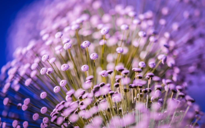 purple petaled flower lot flowers macro flowering plant 2k